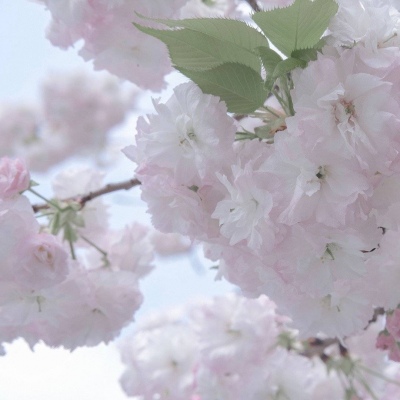 Furry插画素材实用分享福瑞群